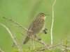 Grasshopper Warbler at Two Tree Island (Steve Arlow) (35837 bytes)